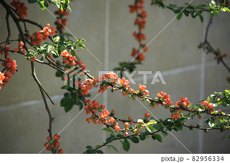 Flowering bent branches of quince. High quality photo 82956334