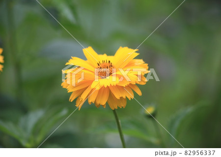 Yellow garden flower on a green background. High quality photo 82956337