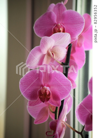 Phalaenopsis orchid pink speckled on a gray blurred background, shadows, on two flower stalks in a pot basket and green leaves. High quality photo Phalaenopsis orchid pink speckled on a gray blurred background, shadows, on two flower stalks in a pot basket and green leaves. High quality photo 82956352