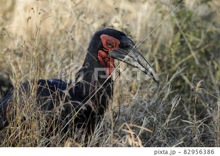 Southern ground hornbill,Bucorvus leadbeateri, Kruger National Park,South Africa Southern ground hornbill,Bucorvus leadbeateri, Kruger National Park,South Africa 82956386