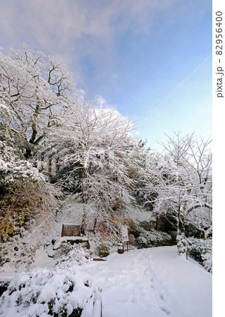 公園の雪景色(倉吉市打吹公園) 公園の雪景色(倉吉市打吹公園) 82956400