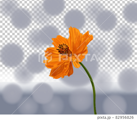 Beautiful flower Flower Kibana cosmos 82956826