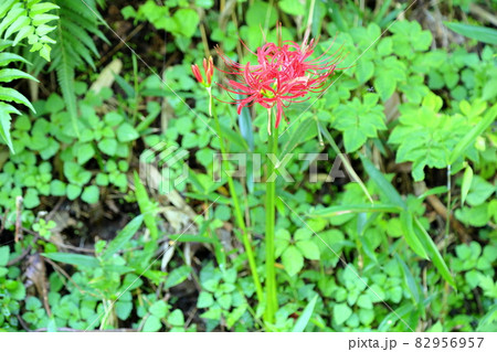 ヒガンバナの花 ヒガンバナの花 82956957