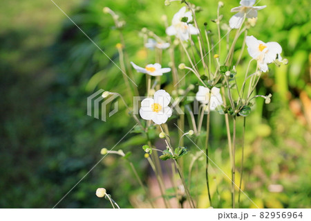 シュウメイギクの花 82956964