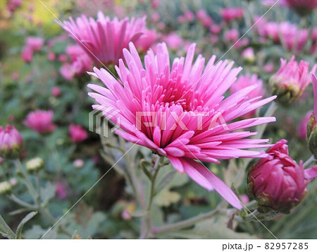 食用菊　かきのもと　薄紫色　edible flower 82957285