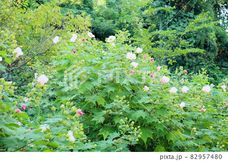 酔芙蓉の花 酔芙蓉の花 82957480