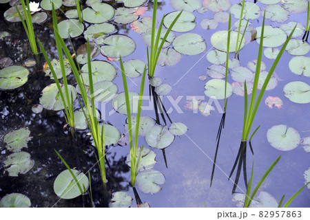 金地院　弁天池の睡蓮　京都市左京区 82957863