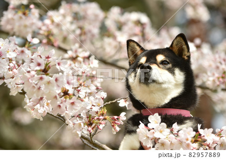 桜に囲まれてお花見をする柴犬 82957889