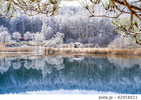 【冬素材】聖高原の霧氷とリフレクション【長野県】 82958021