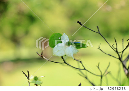 ヤマボウシの花 82958258