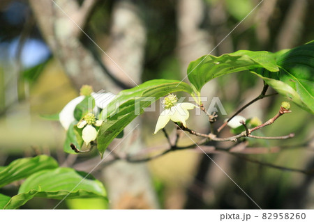 ヤマボウシの花 82958260