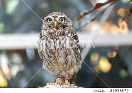 森の賢者　フクロウ 82958379
