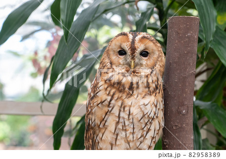 森の賢者　フクロウ 82958389