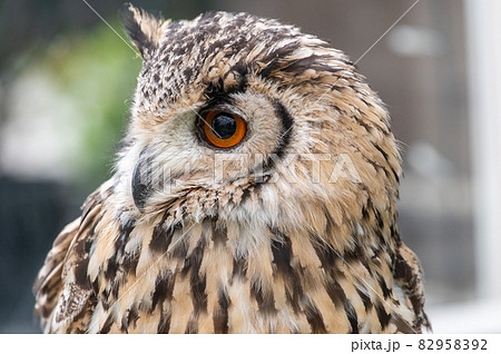 森の賢者　フクロウ 82958392