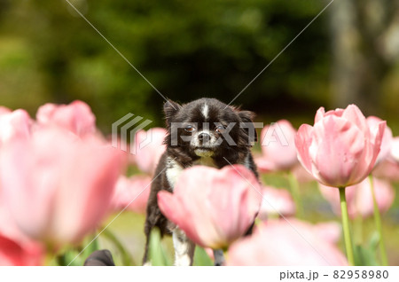 チューリップに囲まれておすましするチワワ チューリップに囲まれておすましするチワワ 82958980