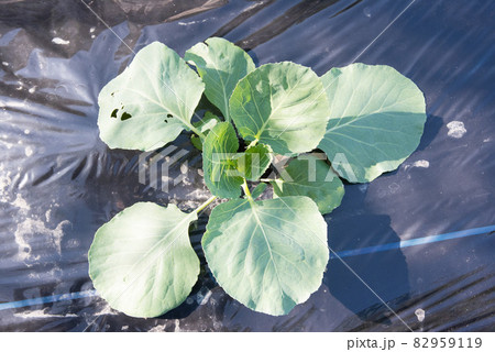 家庭菜園　秋植えキャベツの苗 82959119