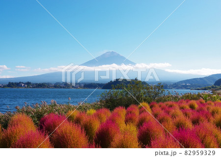 河口湖畔から望む初秋の富士山と青い空とコキア 82959329