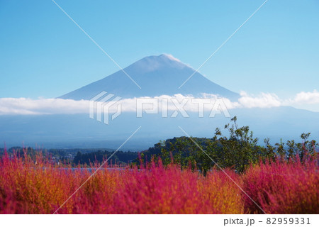 河口湖畔から望む初秋の富士山と青い空とコキア 82959331