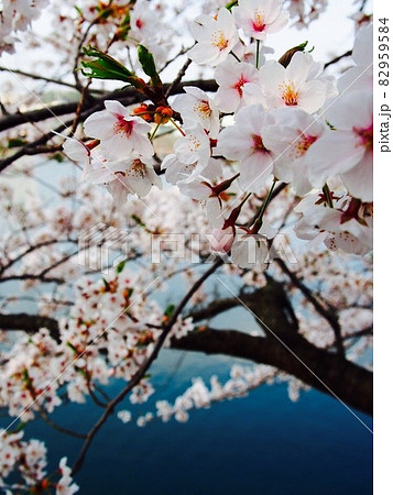 水辺の満開の桜 水辺の満開の桜 82959584