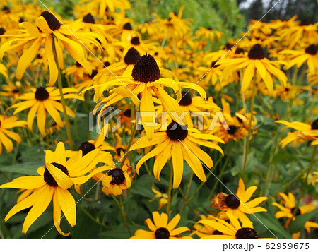 夏のひまわり畑 82959675