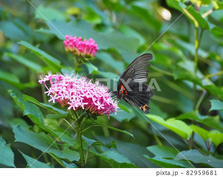 黒いアゲハチョウ 82959681