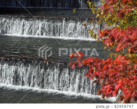 小樽　カエデと階段式溢流路 82959747