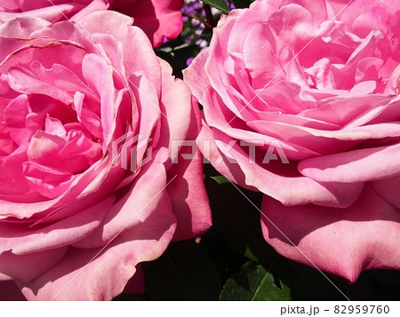 ピンクのバラのアップ 82959760