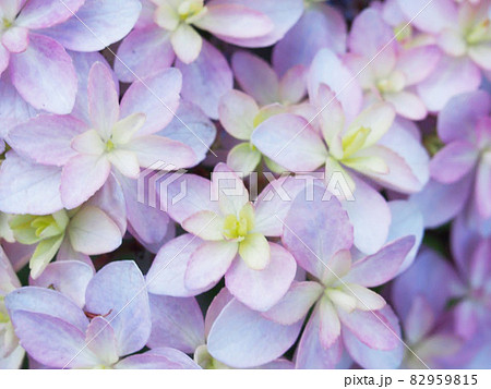 Image of Purple romance hydrangea full bloom