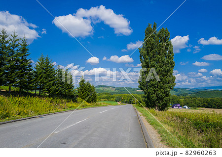 美瑛　ケンとメリーの木 82960263