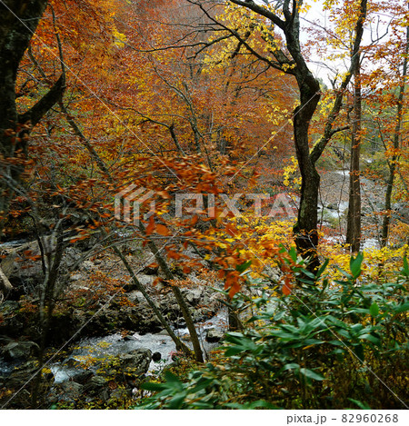 八甲田山　紅葉 82960268