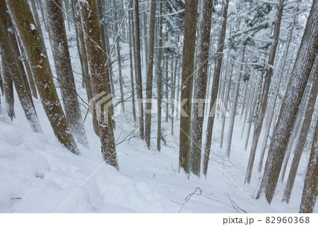 冬の長野県信州の針葉樹林の雪景色と積雪の林道 冬の長野県信州の針葉樹林の雪景色と積雪の林道 82960368