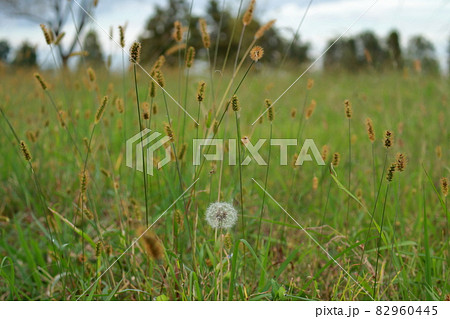 秋の公園の雑草 秋の公園の雑草 82960445