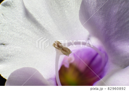 トレニアの雄しべ 82960892