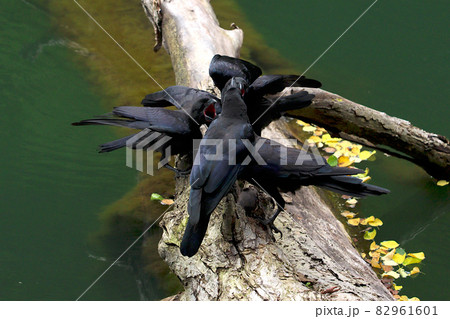 水辺の木に留まり激しく鳴く4羽のカラス達。青森県の白神山地十二湖で撮影。 82961601