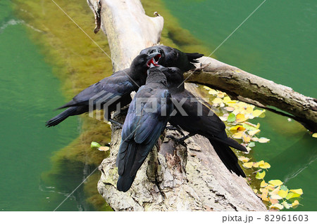 水辺の木に留まり激しく鳴く4羽のカラス達。青森県の白神山地十二湖で撮影。 水辺の木に留まり激しく鳴く4羽のカラス達。青森県の白神山地十二湖で撮影。 82961603
