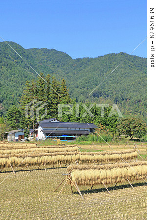 安曇野 実りの秋 はぜ掛けのある風景 安曇野 実りの秋 はぜ掛けのある風景 82961639