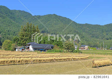 安曇野 実りの秋 はぜ掛けのある風景 安曇野 実りの秋 はぜ掛けのある風景 82961641