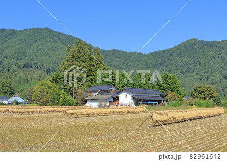 安曇野 実りの秋 はぜ掛けのある風景 安曇野 実りの秋 はぜ掛けのある風景 82961642