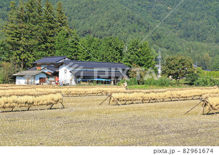安曇野　実りの秋 はぜ掛けのある風景 82961674