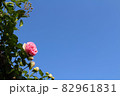 空とバラ 82961831