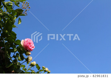 空とバラ 空とバラ 82961831