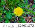 タンポポ 82961872