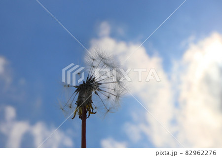 タンポポ　綿毛　青空 82962276
