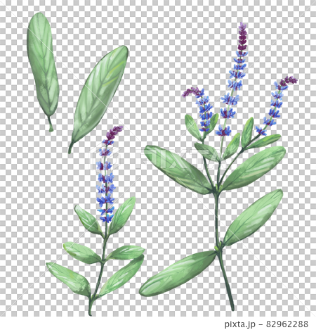 草本鼠尾草水彩風格插圖集 82962288
