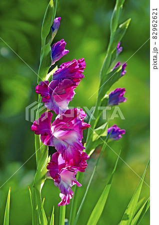 夏の朝のグラジオラス 夏の朝のグラジオラス 82962621