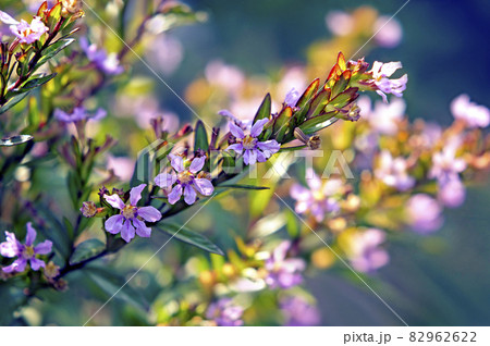 夕陽に映えるクフェア 82962622