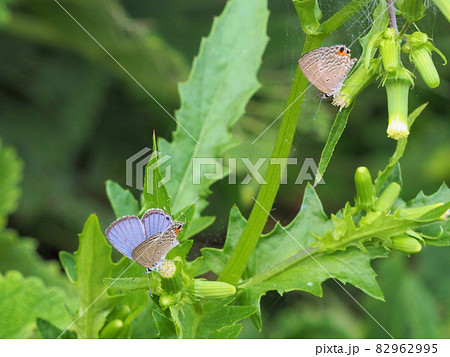 都井岬御崎神社への参道で舞うツバメシジミ　宮崎県串間市大字大納字御崎 82962995