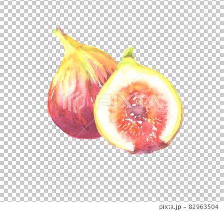 水彩で描いたイチジクのイラスト 82963504