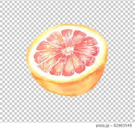Illustration of grapefruit drawn in watercolor Illustration of grapefruit drawn in watercolor 82963549
