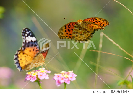 ちょう ちょう 82963643